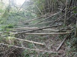 令和5年10月20日の通路整備作業の写真7