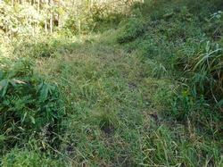 令和5年10月20日の通路整備作業の写真8