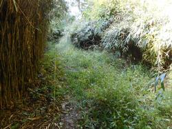 令和5年10月20日の通路整備作業の写真9