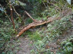 令和5年10月20日の通路整備作業の写真10