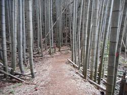 令和5年10月20日の通路整備作業の写真16