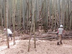 令和6年5月24日の通路整備作業の写真9