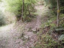 令和6年5月24日の通路整備作業の写真10