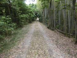 令和6年5月24日の通路整備作業の写真14