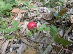令和6年5月24日の野イチゴの写真