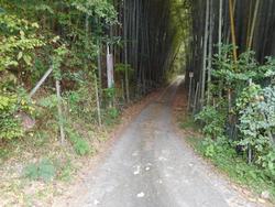 令和6年10月18日の通路整備作業の写真2