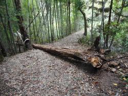 令和6年10月18日の通路整備作業の写真8