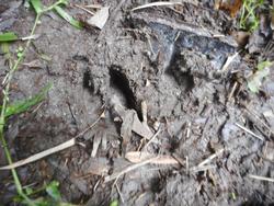 令和6年10月18日の通路整備作業の写真12