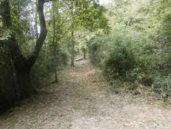 令和6年10月18日の通路整備作業の写真17