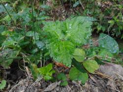 令和6年10月18日の里山の野草の写真