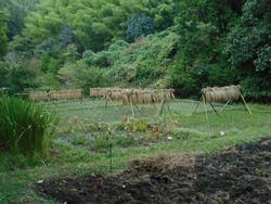 令和6年10月18日の里山の風景1