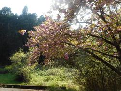 令和7年5月23日の通路整備作業の写真2