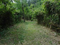 令和7年5月23日の通路整備作業の写真7