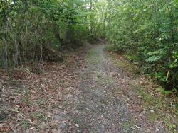 令和7年5月23日の通路整備作業の写真8