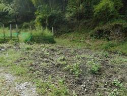 令和7年10月10日の通路整備作業の写真1