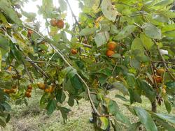 令和7年10月10日の通路整備作業の写真3