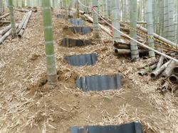 令和7年10月10日の通路整備作業の写真11