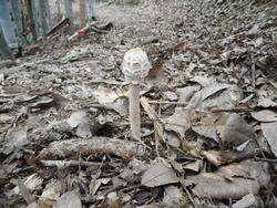 令和7年10月10日の秋の副産物の写真