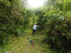 令和2年6月22日の通路整備作業の写真5