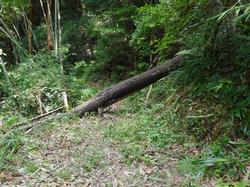 令和2年6月22日の通路整備作業の写真6