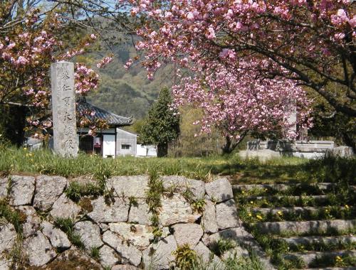 史跡恭仁宮跡の桜と石垣の風景