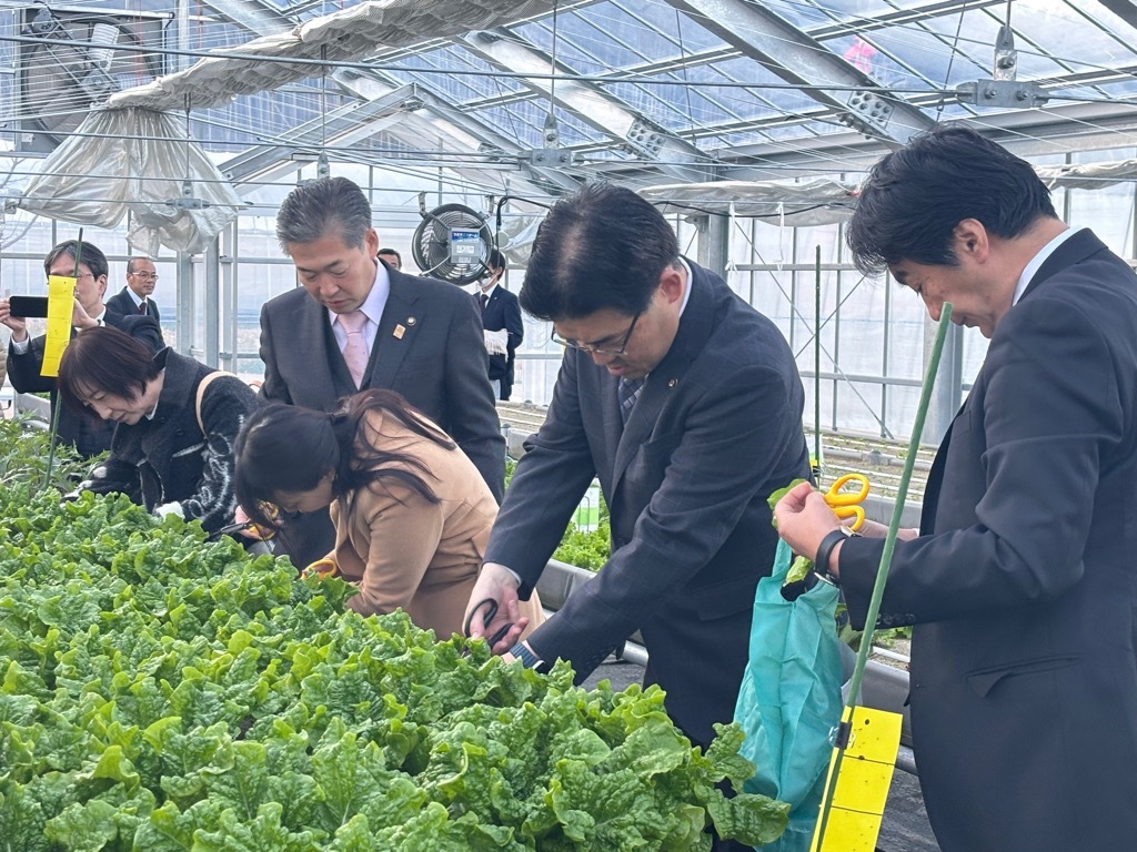 サンチュの収穫体験をしている市長の様子