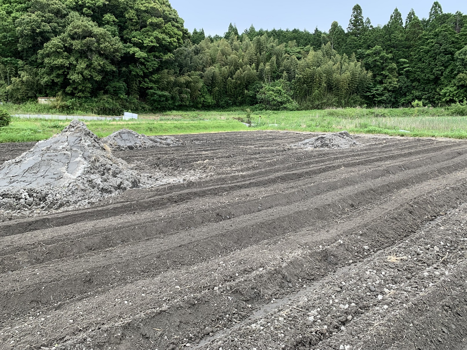 畝が出来た休耕地の様子