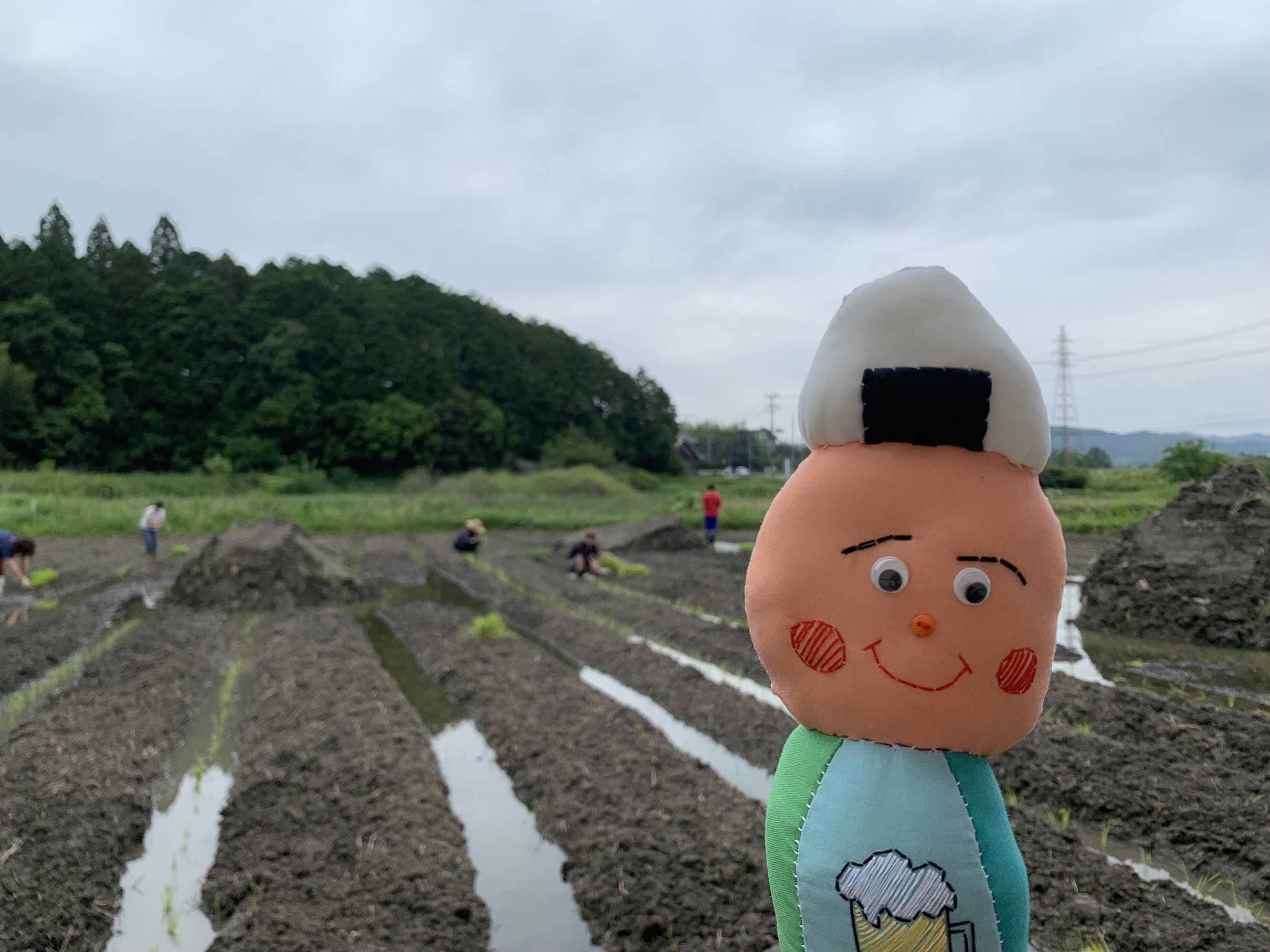 ぷくの後ろでみんなで田植えをしている様子