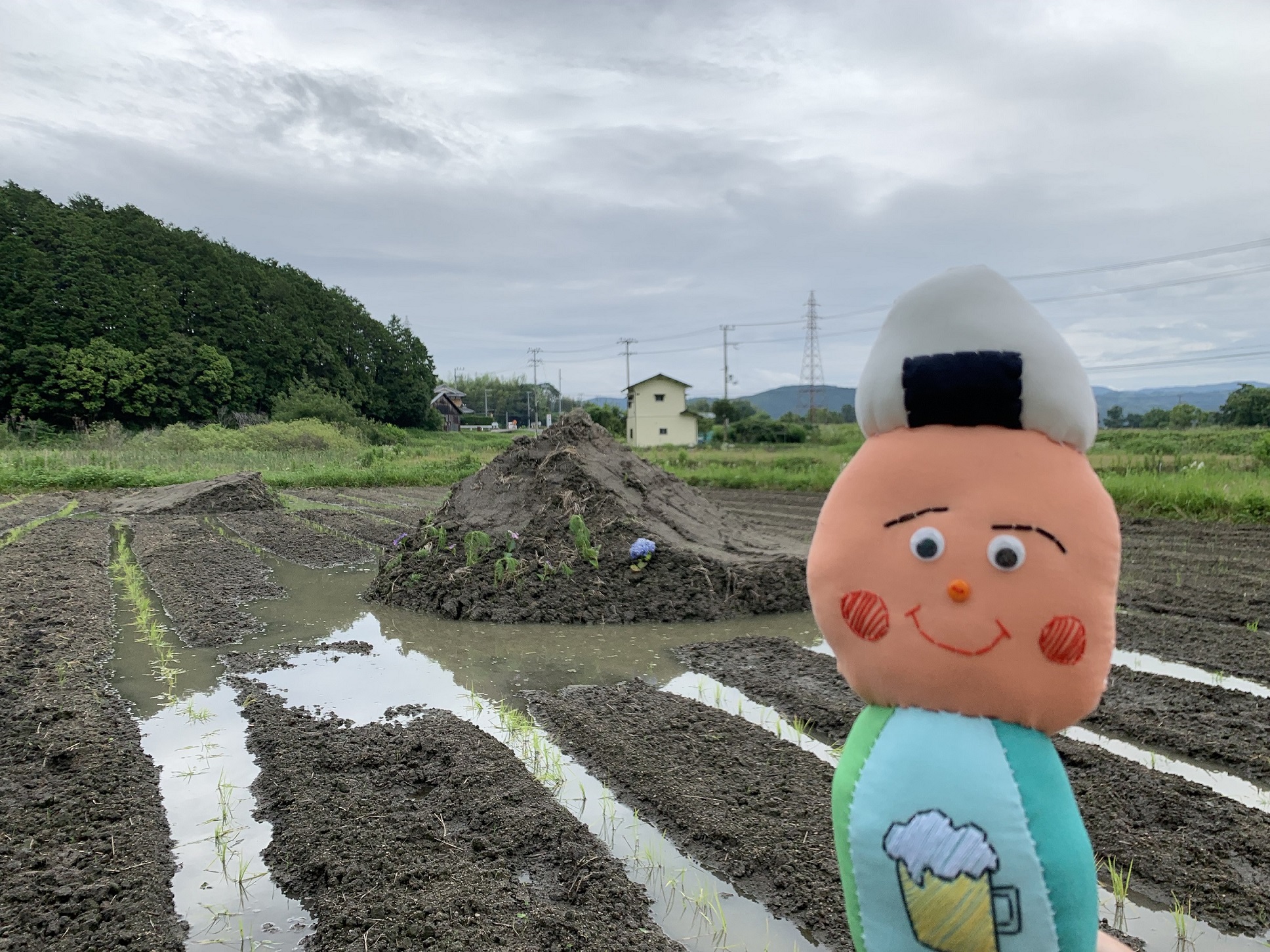 完了した田植えの様子とぷく