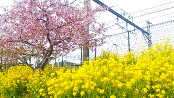 桜となばなの写真