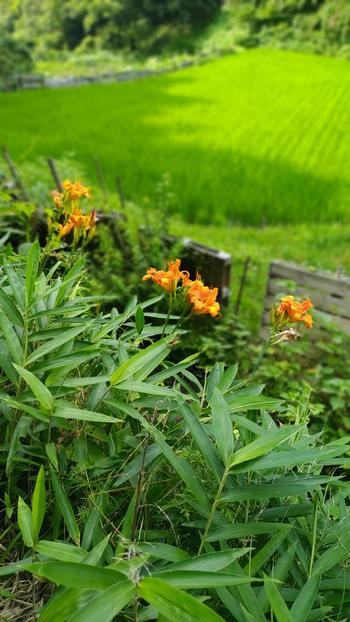 ノカンゾウ（野萱草）の写真