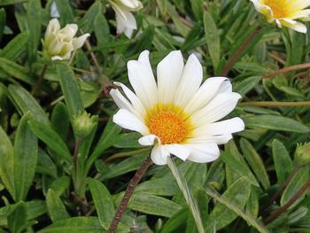 ガザニアの写真1