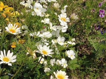 ガザニアの写真2