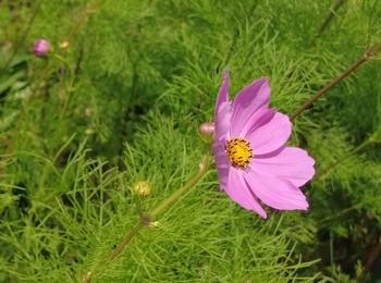 春コスモスの写真