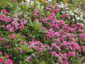 ゴデチアミックスの写真2