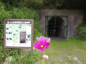 松谷川隧道と春コスモスの写真
