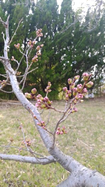 桜の蕾の写真4