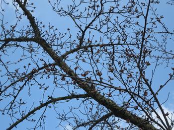 桜の蕾の写真2