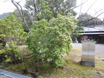 馬酔木（あせび）の写真1