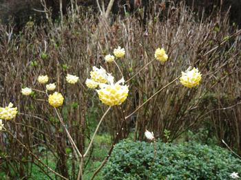 ミツマタの写真1