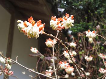 ミツマタの写真2