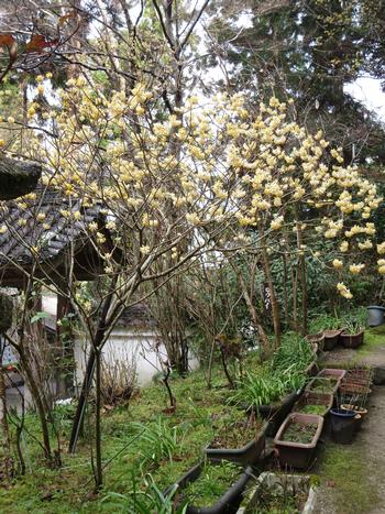 ミツマタの写真3