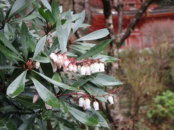 馬酔木（あせび）の写真2