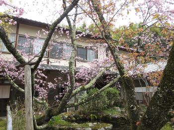 浄瑠璃寺の桜の写真2