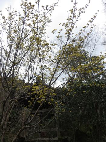 山茱萸（サンシュユ）の写真