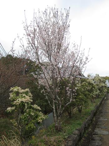 シナミザクラの写真1