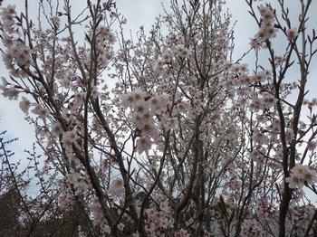 シナミザクラの写真2