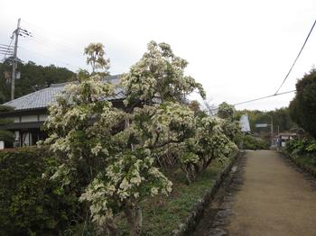 馬酔木（あせび）の写真3