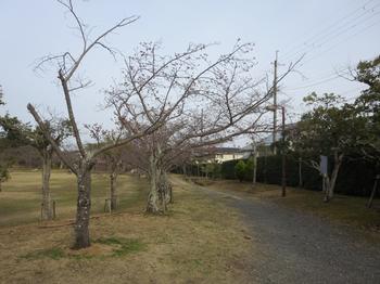 兜谷公園の桜の写真4