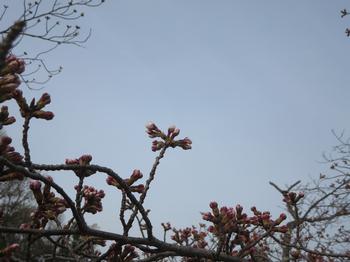 兜谷公園の桜の写真5